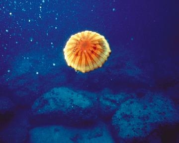 Blu di Puglia, ambienti e itinerari sommersi intorno al Salento