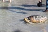 Caretta caretta