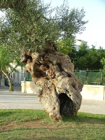 Foto di Luca Pede