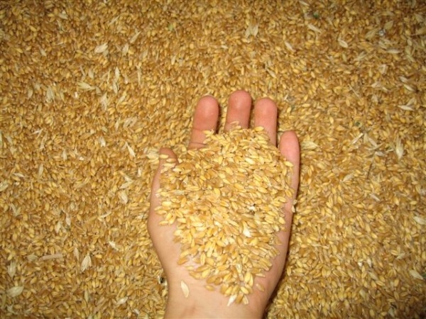 grano