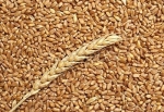 Da grano a pane aumento fino a 13 volte