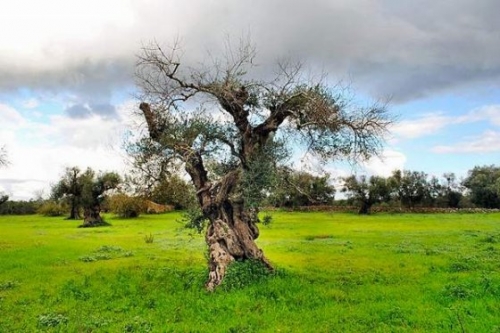 xylella