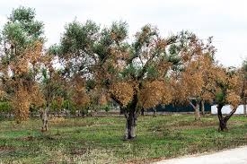 xylella