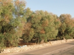 xylella
