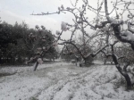 neve