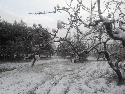 neve