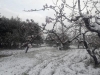 neve