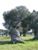 L'Olivicoltura di Lecce, Brindisi e Taranto al tavolo...