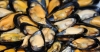 cozze