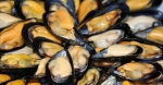cozze