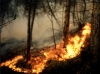 Incendi Gargano: iniziano le prime cause risarcitorie
