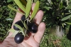 "Extra": tre giorni per presentare il meglio dell'olio...