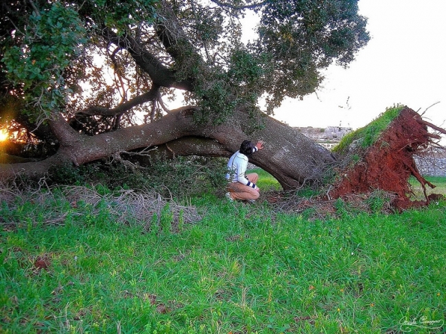Scorrano, la Provincia di Lecce interviene per salvare la Quercia...
