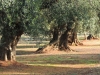 favolosa