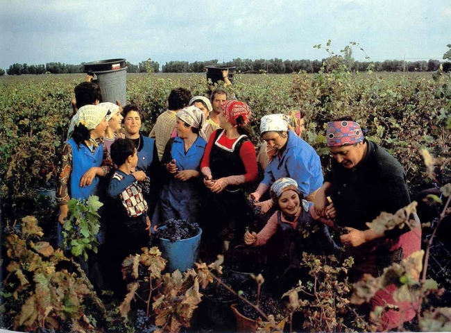 Lavoro occasionale, Vendemmia 2008: convenzione Inps-Inail-Regione