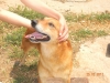 BINGO: dolce cagnolone