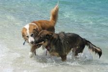 cani in spiaggia