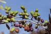 Olio