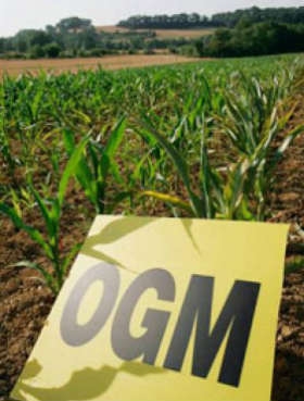Ogm, a Stefàno non è piaciuto l'esordio del nuovo Ministro Ambiente