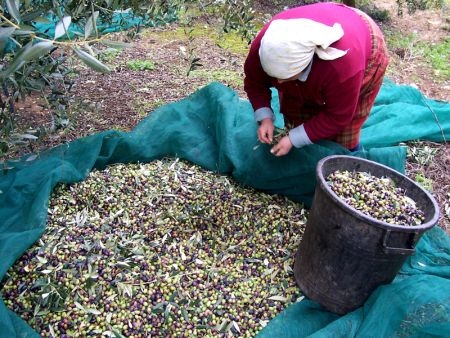 Martano, tavola rotonda. il Salento dall'olio lampante al vero oro
