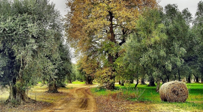 SS 275, proposta di Salvatore Capone: subito un collegio tecnico per...