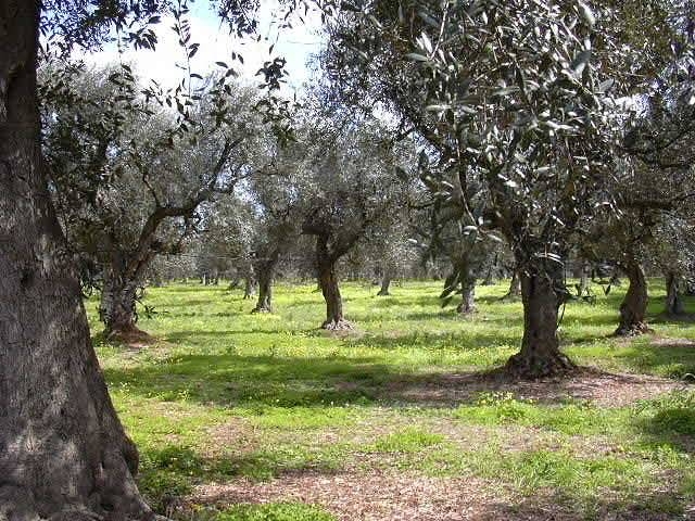 La provocazione, produrre olio non conviene: abbattiamo gli olivi del...