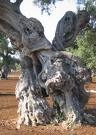 Prosegue l'iter per la candidatura di Gallipoli a patrimonio mondiale...