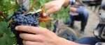 vendemmia