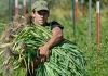 Giunta pugliese dichiara stato di crisi nel settore agricolo