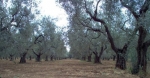 cultivar olive