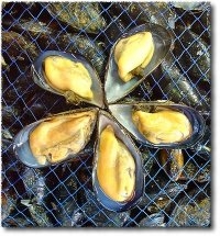 Cozze Taranto. Tavolo tecnico conferma divieto per mitili primo seno...