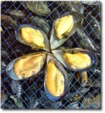 cozze tarantine