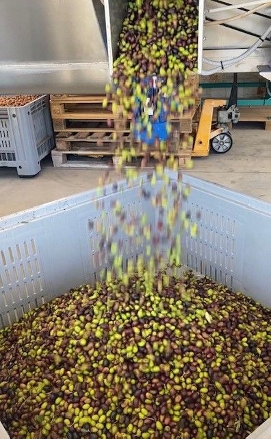 olive