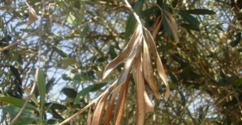xylella