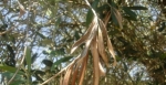 xylella