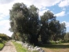 ulivi