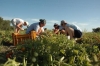 Aiuto "de minimis" per le imprese agricole, modificati i...