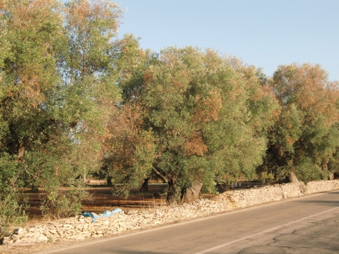 alberi