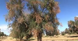 xylella