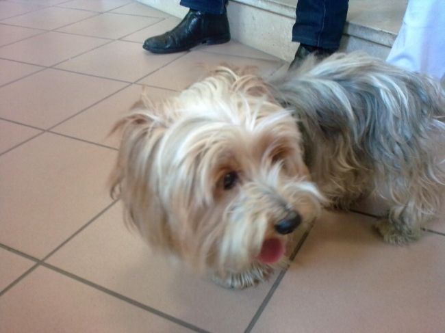 Lecce, i dipendenti comunali ritrovano il cagnolino dopo sei mesi...