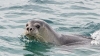 foca monaca