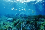 Apreh. Un acquario per presentare l'ambiente marino d'Italia e di...