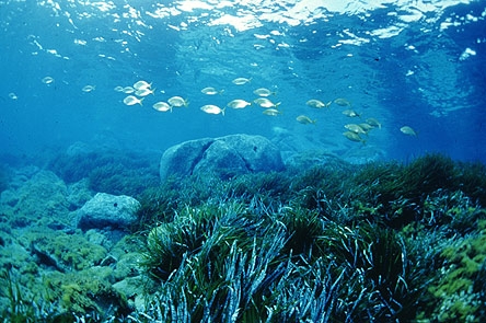 Apreh. Un acquario per presentare l'ambiente marino d'Italia e di...