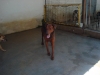 LILLO - Simil Dobermann