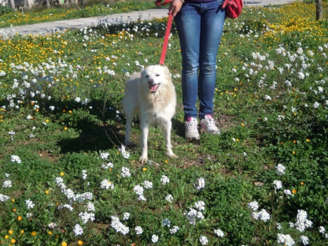 PALLINO - Dolcissimo anzianotto