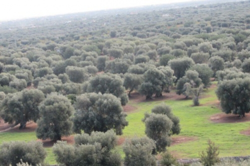 piana degli ulivi