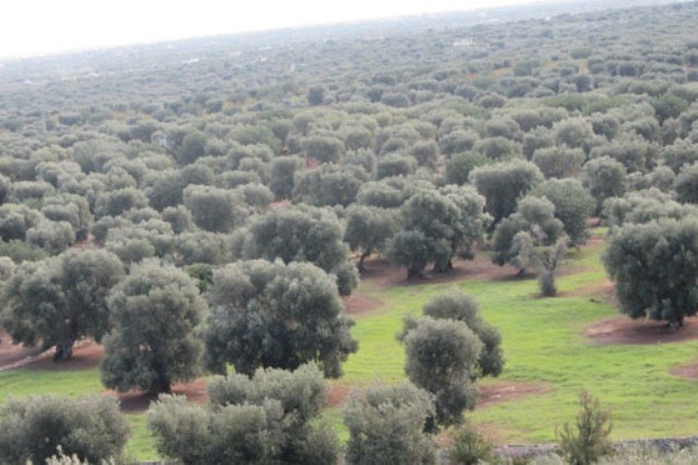 piana degli ulivi