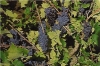 Pubblicato il terzo bando del G.A.L. Terre del Primitivo
