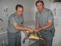 Calimera, recuperati due esemplari di tartaruga caretta caretta,...