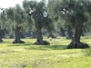 uliveto